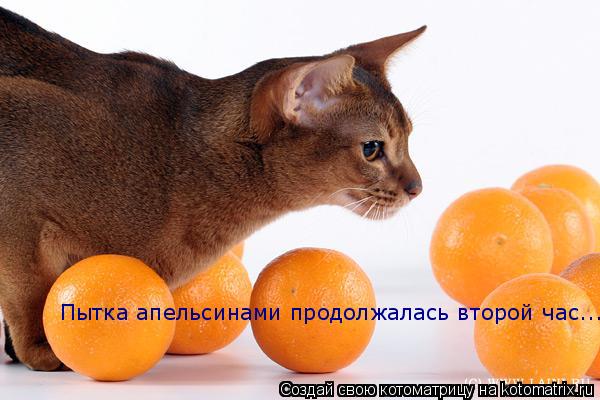 Пытка апельсинами продолжалась второй час...... Котоматрица: Пытка апельсинами продолжалась второй час...