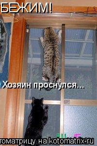 БЕЖИМ! Хозяин проснулся...... Котоматрица: БЕЖИМ! Хозяин проснулся...
