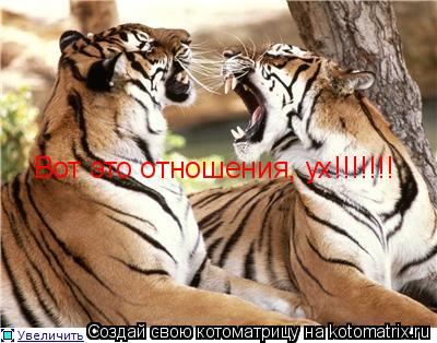 Вот это отношения, ух!!!!!!!... Котоматрица: Вот это отношения, ух!!!!!!!
