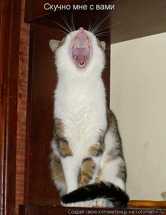 Скучно мне с вами... Котоматрица: Скучно мне с вами