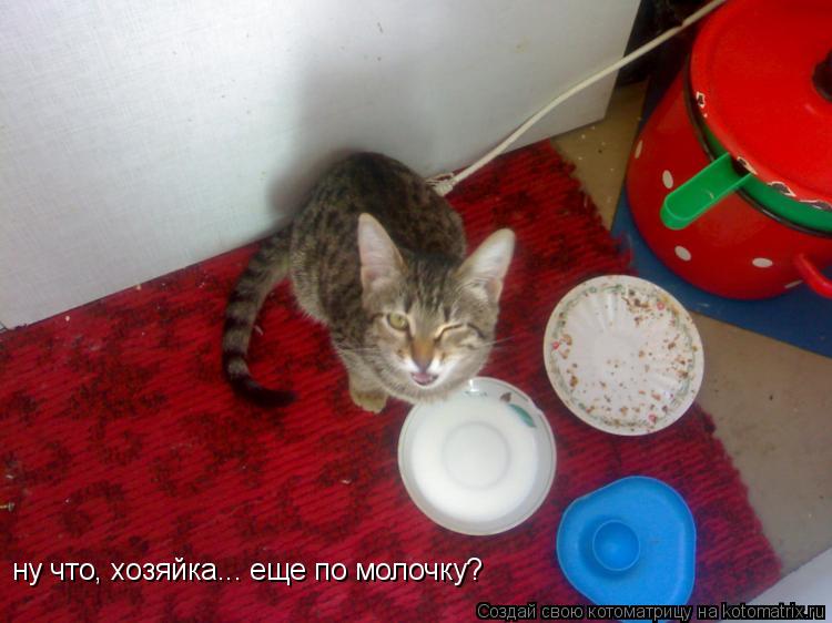 ну что, хозяйка... еще по молочку?... Котоматрица: ну что, хозяйка... еще по молочку?