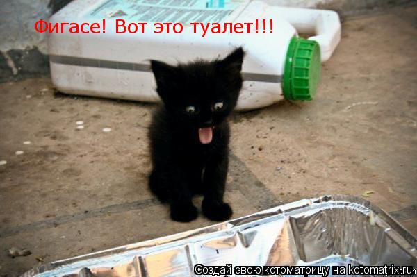 Фигасе! Вот это туалет!!!... Котоматрица: Фигасе! Вот это туалет!!!