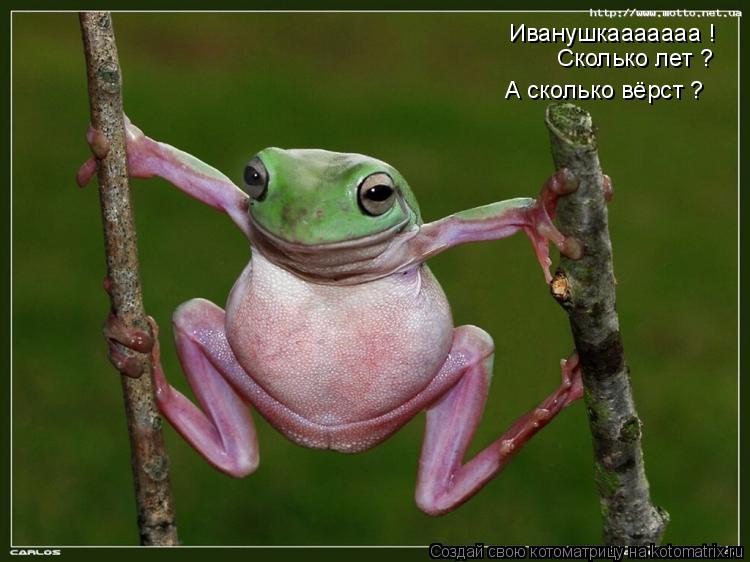 Котоматрица: Иванушкааааааа ! Сколько лет ? А сколько вёрст ?