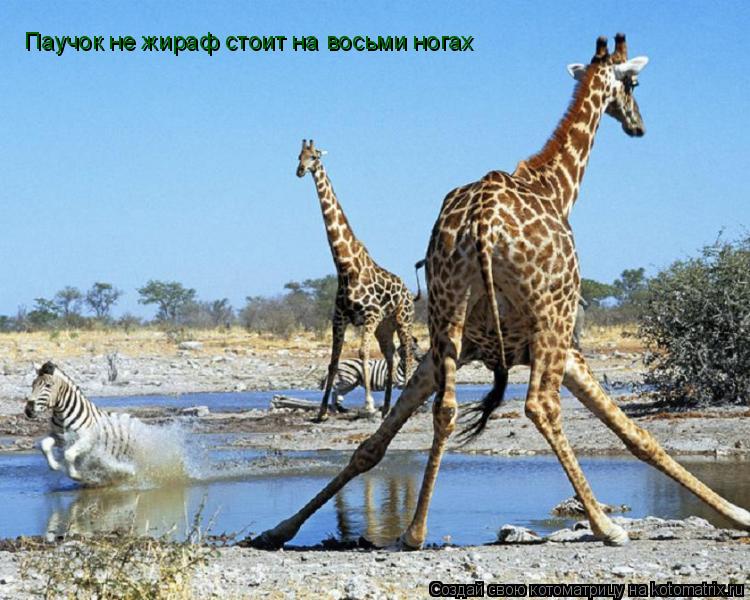 Паучок не жираф стоит на восьми ногах... Котоматрица: Паучок не жираф стоит на восьми ногах
