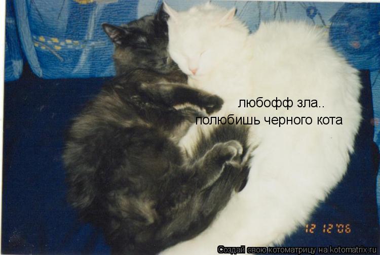 любофф зла.. полюбишь черного кота... Котоматрица: любофф зла.. полюбишь черного кота