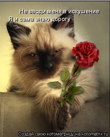 Не вводи меня в искушение Я и сама знаю дорогу... Котоматрица: Не вводи меня в искушение Я и сама знаю дорогу