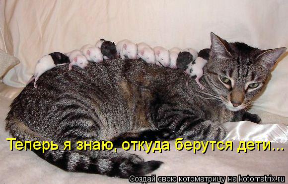Теперь я знаю, откуда берутся дети...... Котоматрица: Теперь я знаю, откуда берутся дети...