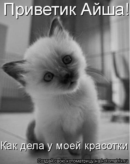 Приветик Айша!!! Как дела у моей красотки... Котоматрица: Приветик Айша!!! Как дела у моей красотки
