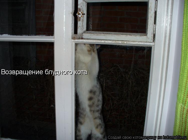 Возвращение блудного кота... Котоматрица: Возвращение блудного кота