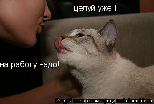 целуй уже!!! на работу надо!... Котоматрица: целуй уже!!! на работу надо!