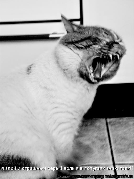 я злой и страшный серый волк,я в попугаях знаю толк!!!... Котоматрица: я злой и страшный серый волк,я в попугаях знаю толк!!!