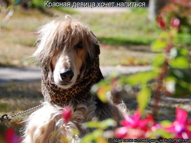 Красная девица хочет напиться... Котоматрица: Красная девица хочет напиться