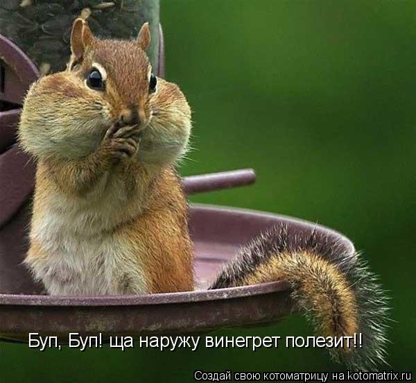 Буп, Буп! ща наружу винегрет полезит!!... Котоматрица: Буп, Буп! ща наружу винегрет полезит!!