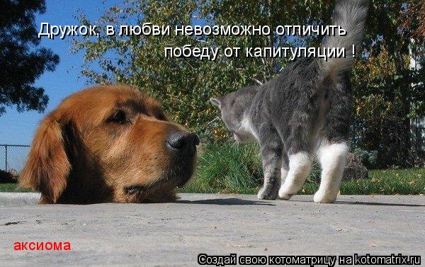 Дружок, в любви невозможно отличить победу от капитуляции ! аксиома... Котоматрица: Дружок, в любви невозможно отличить победу от капитуляции ! аксиома