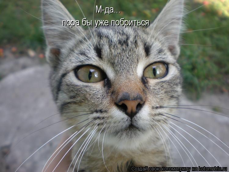 Котоматрица: М-да... пора бы уже побриться