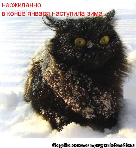 в конце января наступила зима... неожиданно... Котоматрица: в конце января наступила зима... неожиданно