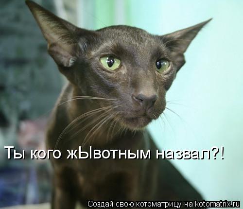 Ты кого жЫвотным назвал?!... Котоматрица: Ты кого жЫвотным назвал?!