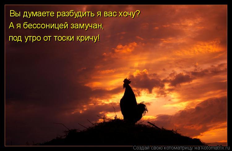 Вы думаете разбудить я вас хочу? А я бессоницей замучан, под утро от тоски кричу!... Котоматрица: Вы думаете разбудить я вас хочу? А я бессоницей замучан, под утро от тоски кричу!