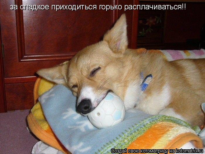 за сладкое приходиться горько расплачиваться!!... Котоматрица: за сладкое приходиться горько расплачиваться!!