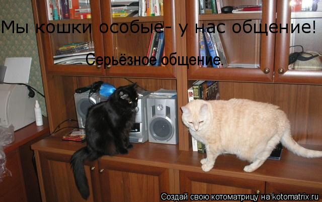 Серьёзное общение. Мы кошки особые- у нас общение!... Котоматрица: Серьёзное общение. Мы кошки особые- у нас общение!