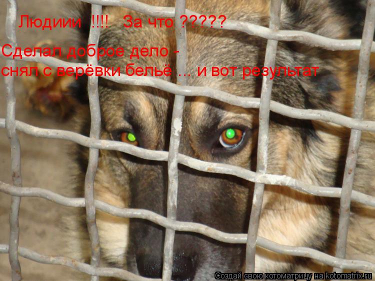 Людиии !!!! За что ????? Сделал доброе дело - снял с верёвки бельё ... и вот результат... Котоматрица: Людиии !!!! За что ????? Сделал доброе дело - снял с верёвки бельё ... и вот результат