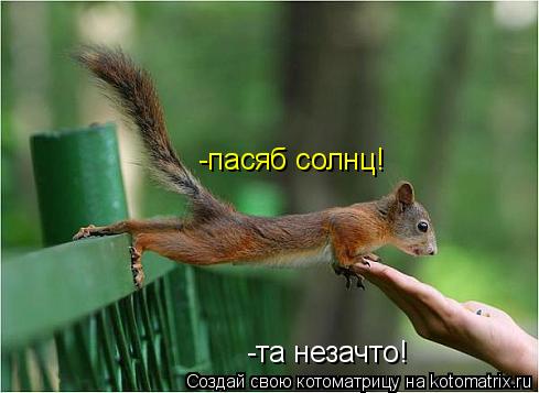 -пасяб солнц! -та незачто!... Котоматрица: -пасяб солнц! -та незачто!