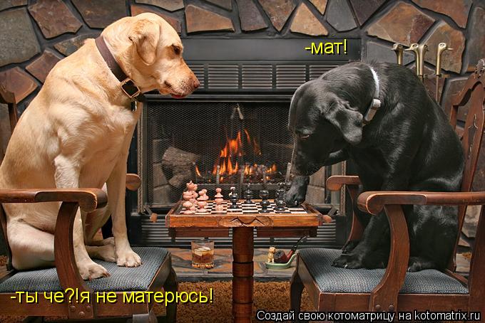 -мат! -ты че?!я не матерюсь!... Котоматрица: -мат! -ты че?!я не матерюсь!
