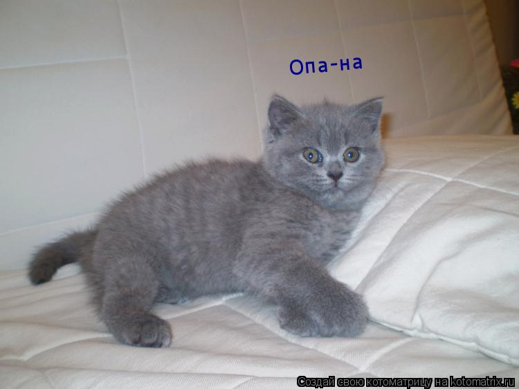 Опа-на... Котоматрица: Опа-на
