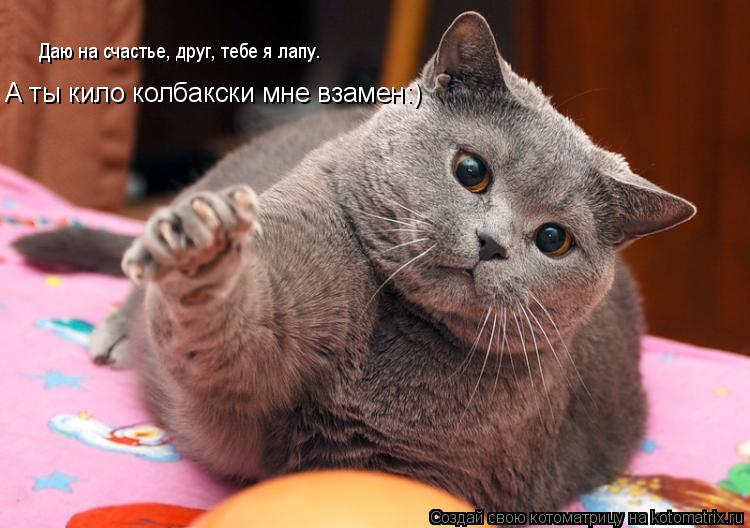Даю на счастье, друг, тебе я лапу. А ты кило колбакски мне взамен:)... Котоматрица: Даю на счастье, друг, тебе я лапу. А ты кило колбакски мне взамен:)