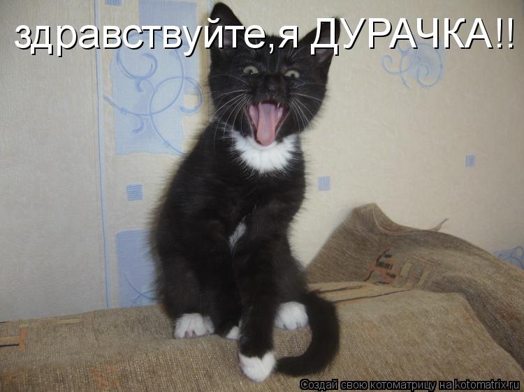 здравствуйте,я ДУРАЧКА!!... Котоматрица: здравствуйте,я ДУРАЧКА!!