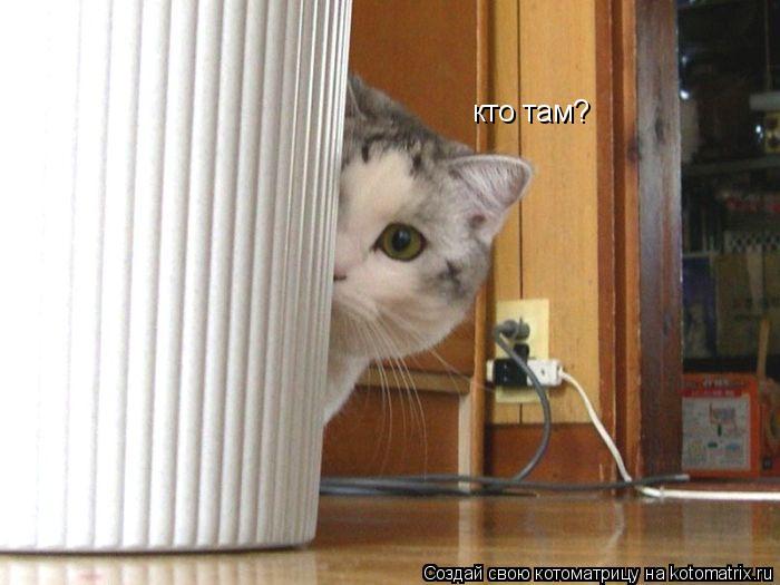 кто там?... Котоматрица: кто там?