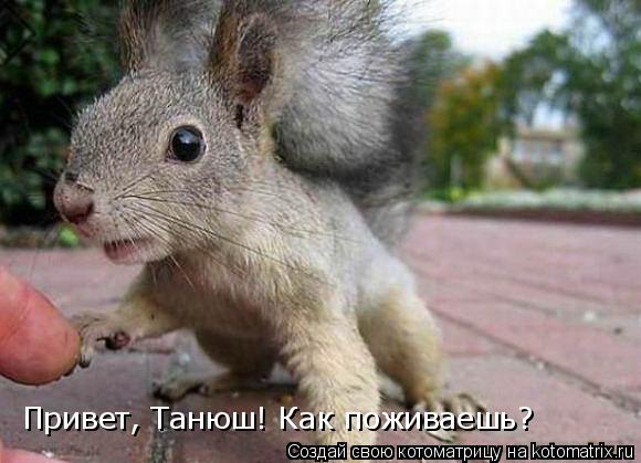 Привет, Танюш! Как поживаешь?... Котоматрица: Привет, Танюш! Как поживаешь?