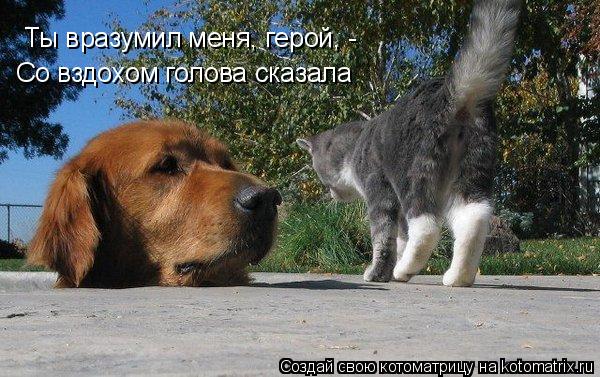 Ты вразумил меня, герой, - Со вздохом голова сказала... Котоматрица: Ты вразумил меня, герой, - Со вздохом голова сказала