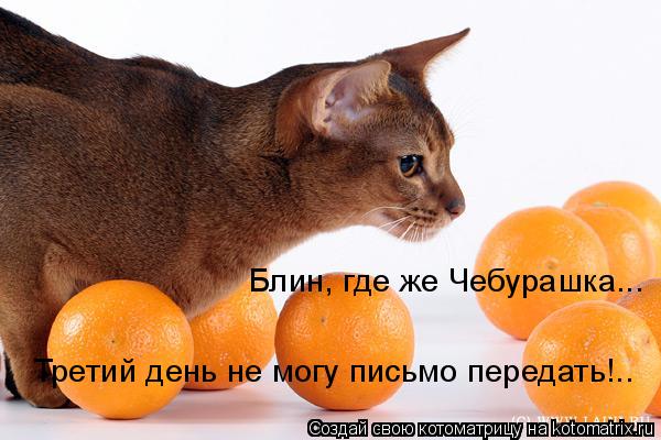 Блин, где же Чебурашка... Третий день не могу письмо передать!..... Котоматрица: Блин, где же Чебурашка... Третий день не могу письмо передать!..