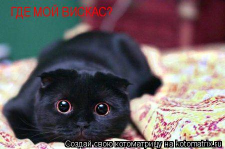 ГДЕ МОЙ ВИСКАС?... Котоматрица: ГДЕ МОЙ ВИСКАС?