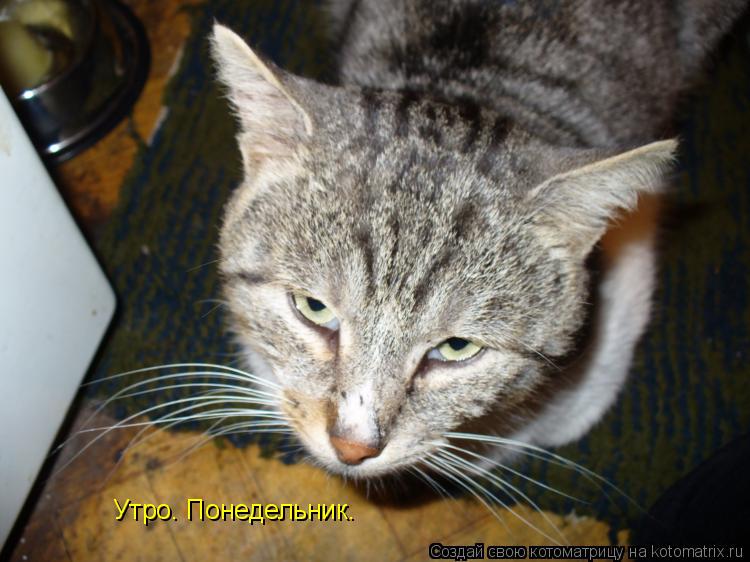 Утро. Понедельник.... Котоматрица: Утро. Понедельник.