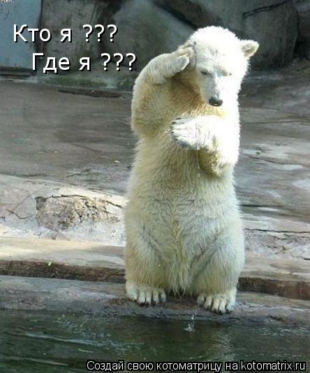 Кто я ??? Где я ???... Котоматрица: Кто я ??? Где я ???