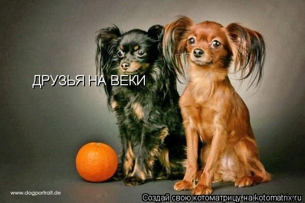 ДРУЗЬЯ НА ВЕКИ... Котоматрица: ДРУЗЬЯ НА ВЕКИ