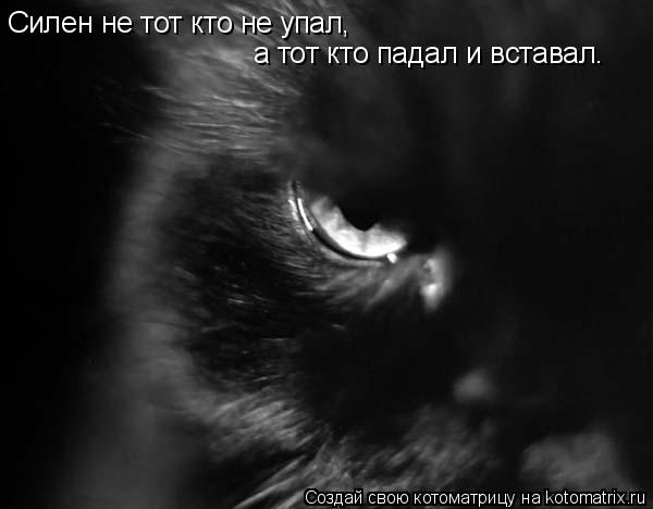 Силен не тот кто не упал, а тот кто падал и вставал.... Котоматрица: Силен не тот кто не упал, а тот кто падал и вставал.