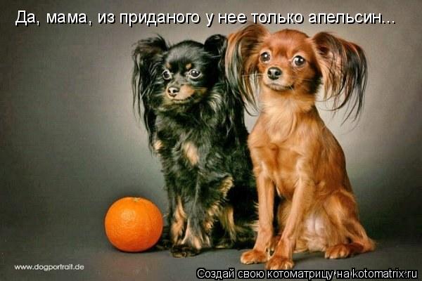 Да, мама, из приданого у нее только апельсин...... Котоматрица: Да, мама, из приданого у нее только апельсин...