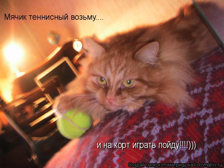 Мячик теннисный возьму.... и на корт играть пойду!!!!)))... Котоматрица: Мячик теннисный возьму.... и на корт играть пойду!!!!)))