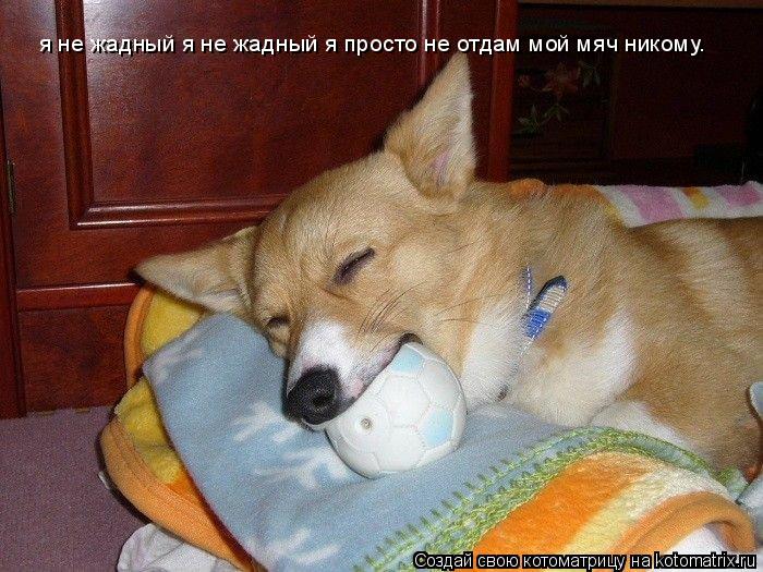Котоматрица: я не жадный я не жадный я просто не отдам мой мяч никому.