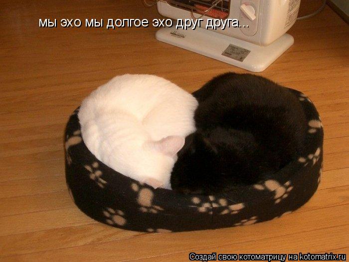 Котоматрица: мы эхо мы долгое эхо друг друга...
