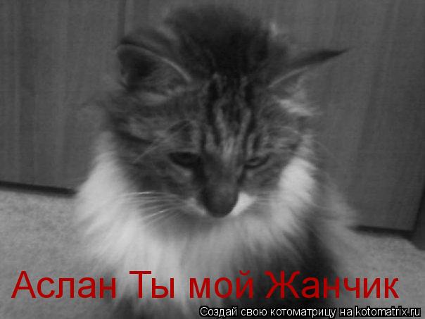 Аслан Ты мой Жанчик... Котоматрица: Аслан Ты мой Жанчик