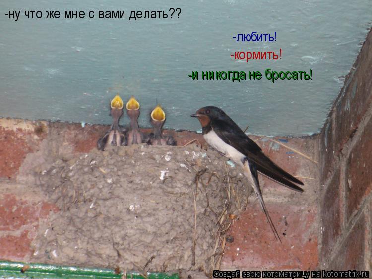 -ну что же мне с вами делать?? -любить! -кормить! -и никогда не бросать!... Котоматрица: -ну что же мне с вами делать?? -любить! -кормить! -и никогда не бросать!