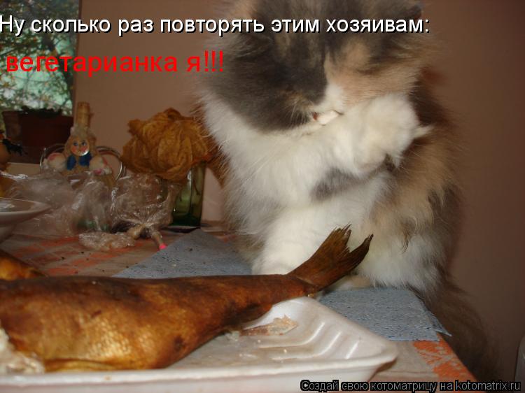 вегетарианка я!!! Ну сколько раз повторять этим хозяивам:... Котоматрица: вегетарианка я!!! Ну сколько раз повторять этим хозяивам: