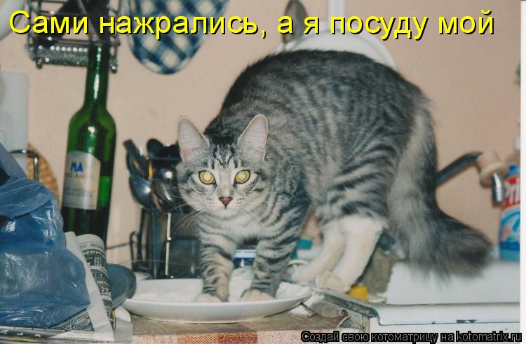 Котоматрица: Сами нажрались, а я посуду мой