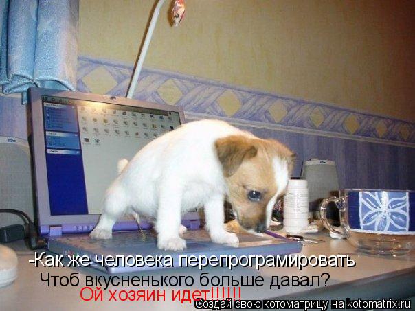 -Как же человека перепрограмировать Чтоб вкусненького больше давал? Ой хозяин идет!!!!!!... Котоматрица: -Как же человека перепрограмировать Чтоб вкусненького больше давал? Ой хозяин идет!!!!!!