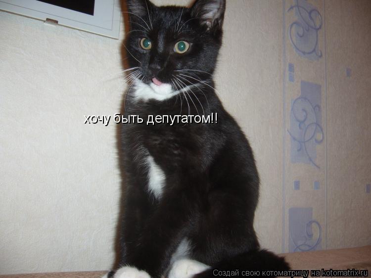 хочу быть депутатом!!... Котоматрица: хочу быть депутатом!!