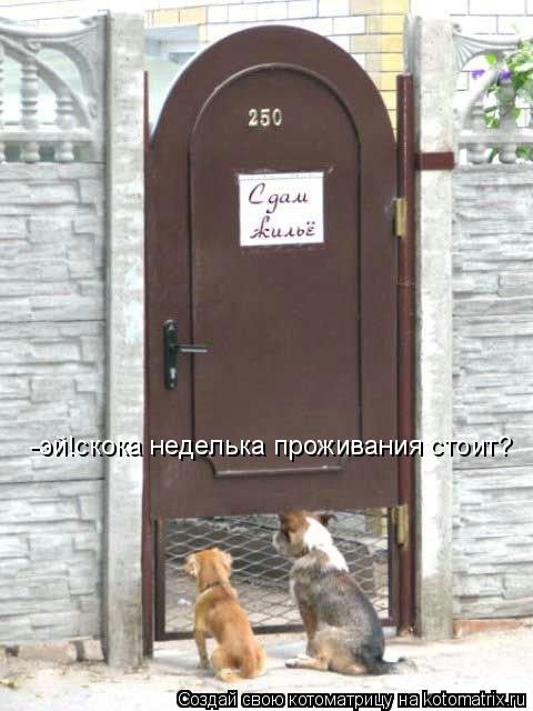 -эй!скока неделька проживания стоит?... Котоматрица: -эй!скока неделька проживания стоит?